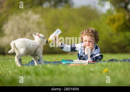 Arley, Worcestershire, Großbritannien. April 2020. Während der COVID-19-Sperre "homeschooled" wird, kann es schwierig werden, wenn ein fünf Tage altes Lamm Fütterung verlangt. Der 6-jährige Henley Mills auf der Farm seiner Eltern in Arley, Worcestershire, versucht, die Fütterung von Martha mit einer Lektüre der Hausschule zu kombinieren. [Anmerkung: Fotografiert mit voller Übereinstimmung mit aktuellen staatlichen sozialen Distanzierungsvorschriften] Quelle: Peter Lopeman/Alamy Live News Stockfoto