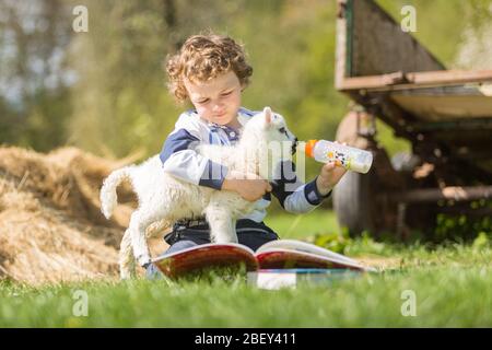 Arley, Worcestershire, Großbritannien. April 2020. Während der COVID-19-Sperre "homeschooled" wird, kann es schwierig werden, wenn ein fünf Tage altes Lamm Fütterung verlangt. Der 6-jährige Henley Mills auf der Farm seiner Eltern in Arley, Worcestershire, versucht, die Fütterung von Martha mit einer Lektüre der Hausschule zu kombinieren. [Anmerkung: Fotografiert mit voller Übereinstimmung mit aktuellen staatlichen sozialen Distanzierungsvorschriften] Quelle: Peter Lopeman/Alamy Live News Stockfoto