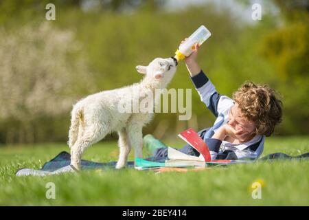 Arley, Worcestershire, Großbritannien. April 2020. Während der COVID-19-Sperre "homeschooled" wird, kann es schwierig werden, wenn ein fünf Tage altes Lamm Fütterung verlangt. Der 6-jährige Henley Mills auf der Farm seiner Eltern in Arley, Worcestershire, versucht, die Fütterung von Martha mit einer Lektüre der Hausschule zu kombinieren. [Anmerkung: Fotografiert mit voller Übereinstimmung mit aktuellen staatlichen sozialen Distanzierungsvorschriften] Quelle: Peter Lopeman/Alamy Live News Stockfoto