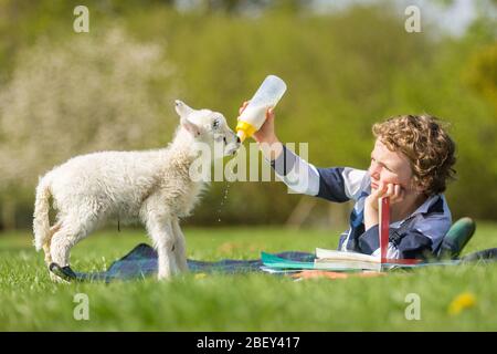 Arley, Worcestershire, Großbritannien. April 2020. Während der COVID-19-Sperre "homeschooled" wird, kann es schwierig werden, wenn ein fünf Tage altes Lamm Fütterung verlangt. Der 6-jährige Henley Mills auf der Farm seiner Eltern in Arley, Worcestershire, versucht, die Fütterung von Martha mit einer Lektüre der Hausschule zu kombinieren. [Anmerkung: Fotografiert mit voller Übereinstimmung mit aktuellen staatlichen sozialen Distanzierungsvorschriften] Quelle: Peter Lopeman/Alamy Live News Stockfoto