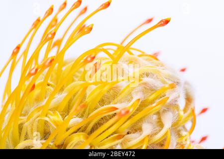 Gelbes Nadelkissen protea Nahaufnahme. Leucospermum conocarpodendron. Nahaufnahme auf weißem Hintergrund Stockfoto