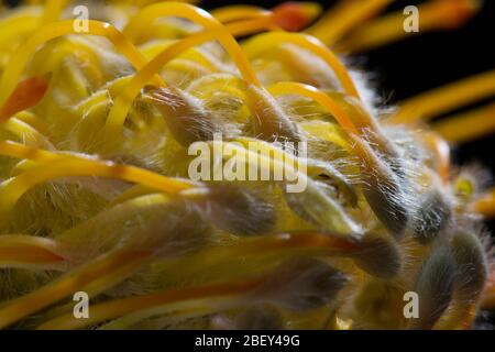 Gelbes Nadelkissen protea Nahaufnahme. Leucospermum conocarpodendron. Nahaufnahme auf schwarzem Hintergrund Stockfoto