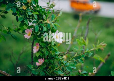 Grüner Busch mit rosa Blüten im Sommer sonnigen Tag Stockfoto