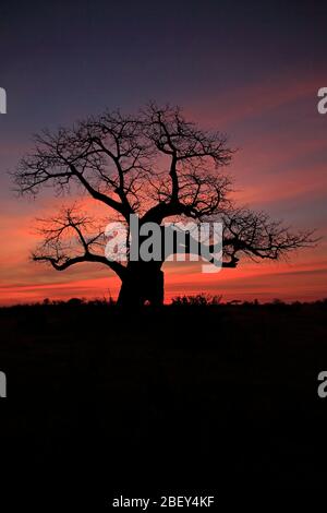 Silhouette eines Baobab-Baumes bei einem afrikanischen Sonnenaufgang Stockfoto