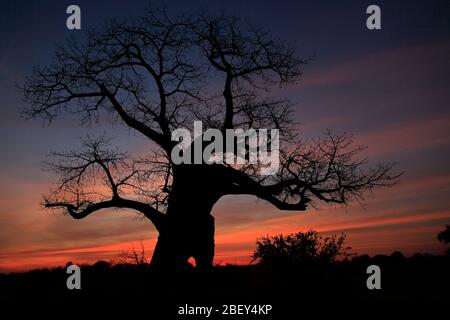 Loch im Baobab-Baum Stockfoto