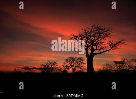 Silhouette eines Baobab-Baumes bei einem afrikanischen Sonnenaufgang Stockfoto