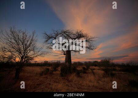 Silhouette eines Baobab-Baumes bei einem afrikanischen Sonnenaufgang Stockfoto