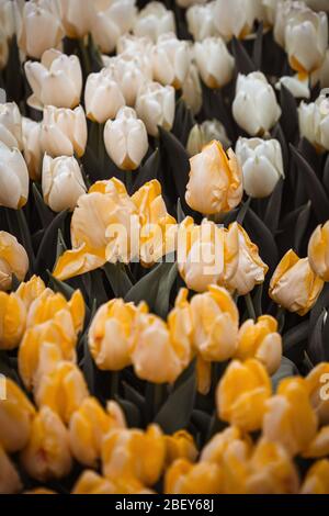 Schöne verschiedene Tulpen im Garten. Stummgeschaltete Farben. Stockfoto