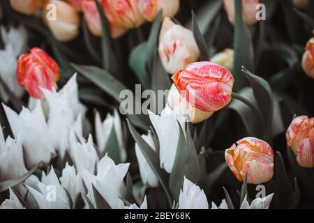 Schöne bunte Tulpen im Garten. Gedämpfte Farben. Selektiver Fokus, Körnung Stockfoto