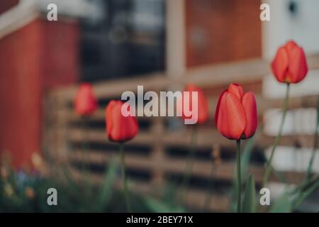 Nahaufnahme der roten Tulpen im Vorgarten, selektiver Fokus. Stockfoto