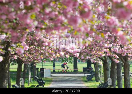 Besucher des Greenwich Park im Südosten Londons machen täglich Sport und fotografieren die Kirschblüte im Royal Park, während Großbritannien weiterhin in der Sperrungen ist, um die Ausbreitung des Coronavirus einzudämmen. PA-Foto. Bilddatum: Donnerstag, 16. April 2020. Siehe PA Geschichte GESUNDHEIT Coronavirus. Foto-Kredit sollte lauten: Stefan Rousseau/PA Wire Stockfoto