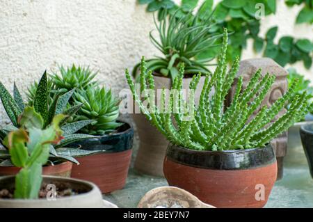 Eine Sammlung von Sukkulenten Pflanzen in einem städtischen Garten auf einem Balkon Stockfoto