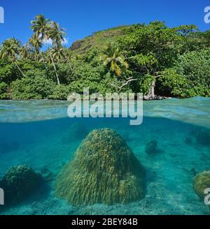 Üppiges Laub an tropischer Küste und Unterwasser-Korallen, geteilter Blick über und unter der Wasseroberfläche, Französisch-Polynesien, Huahine Insel, Pazifischer Ozean Stockfoto