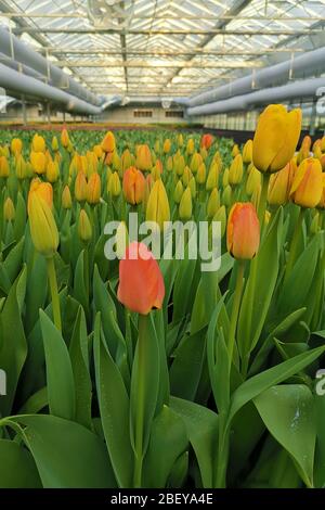 Multi-Color von Kinderzimmer Tulpen Topf im Gewächshaus Garten. Stockfoto