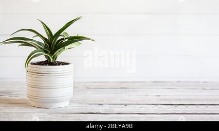 Topfweiß Juwel, Dracaena deremensis, Zimmerpflanze über einem rustikalen Holztisch mit Freiraum für Text. Stockfoto