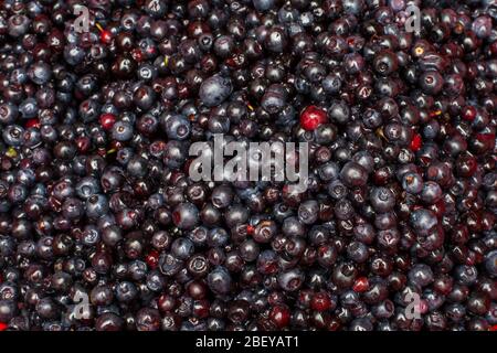 Hintergrund von frisch gepflückten Bio-Wildbluebeeren Stockfoto