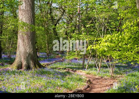 Pfad durch Teppich von wilden Blaubellen im Wald, fotografiert im Pear Wood neben dem Stanmore Country Park in Stanmore, Middlesex, Großbritannien Stockfoto