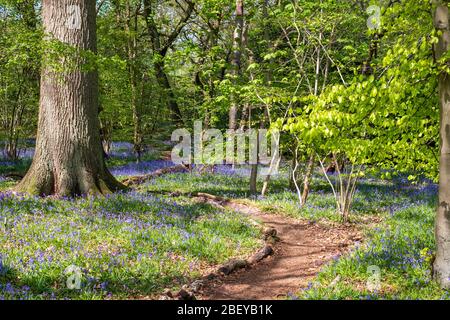 Pfad durch Teppich von wilden Blaubellen im Wald, fotografiert im Pear Wood neben dem Stanmore Country Park in Stanmore, Middlesex, Großbritannien Stockfoto