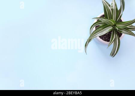 Draufsicht eines weißen Juwels, Dracaena deremensis, Zimmerpflanze auf blauem Hintergrund mit Freiraum für Text. Stockfoto