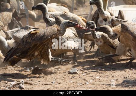 Die Szene der Gruppe der Geier, die um das Stück der Geier kämpfen. Stockfoto