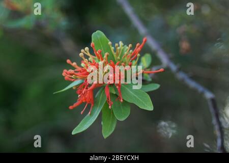 Embothrium coccineum Stockfoto