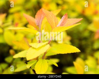 Spiraea japonica goldflame neue Blätter im Frühjahr Stockfoto