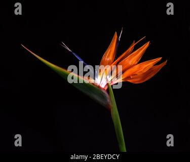 Bunte Strelitzia (Paradiesvogel) vor schwarzem Hintergrund, von der Seite viwed Stockfoto