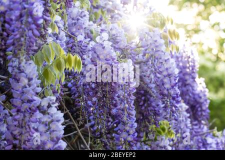 Sonnenlicht, das durch die lila Blüten einer Wisteria-Rebe in voller Blüte vor einem Hintergrund von grünem Laub scheint Stockfoto