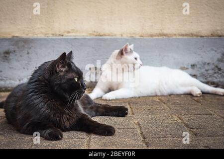 Zwei süße schwarz-weiße Hauskatzen, die nebeneinander sitzen und liegen Stockfoto