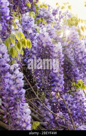 Sonnenlicht, das durch die lila Blüten einer Wisteria-Rebe in voller Blüte vor einem Hintergrund von grünem Laub scheint Stockfoto