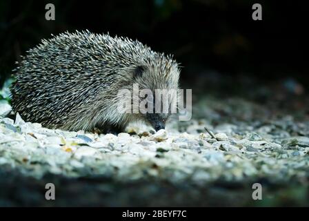 Ein wildes Igel (Erinaceus europaeus) füttert nachts in einem Warwickshire Garten Stockfoto