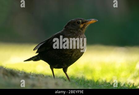 Weiblicher Schwarzvogel (Turdus merula) auf einem Warwickshire Rasen am frühen Morgen auf der Suche nach Würmern. Stockfoto