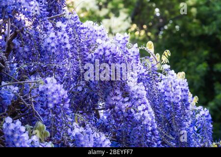 Trailling lila Wisteria Rebe blüht in voller Blüte vor einem Hintergrund von grünen Blättern Stockfoto