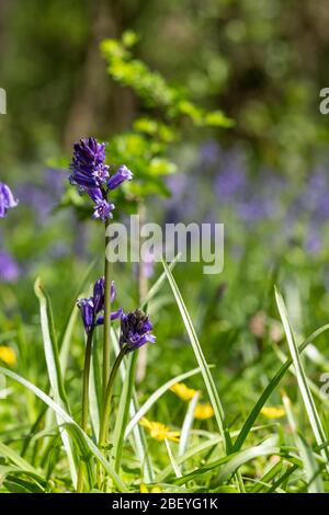 Butterblumen und Blaubären unter anderen wilden Blumen im Bentley Priory Nature Reserve, Stanmore Middlesex UK, Teil des London Loop Wanderweges. Stockfoto