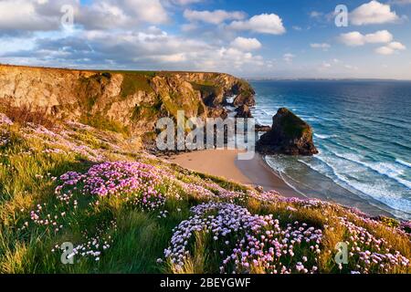 Die Deckung der Sparsamkeit wächst auf der Klippe am Bedruthan Steps, North Cornwall Stockfoto