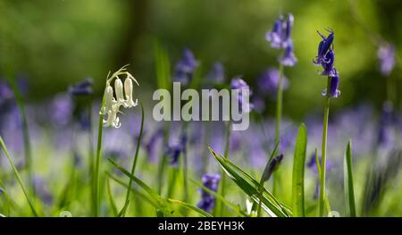 Nahaufnahme eines einzelnen weißen Bluebells inmitten eines Teppichs mit wilden Bluebell-Blumen im Bentley Priory Nature Reserve, Stanmore Middlesex UK Stockfoto