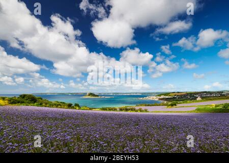 Phacelia Field mit Blick auf Mounts Bay und St. Michael's Mount Stockfoto