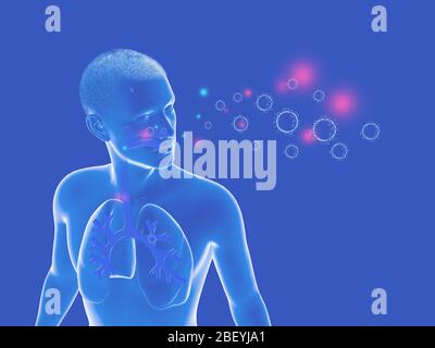 3D-Darstellung der Anatomie des menschlichen Atmungssystems und der Viren und Bakterien, die in sie eindringen können. Grafische Darstellung der Lunge. Stockfoto