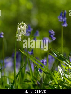 Nahaufnahme eines einzelnen weißen Bluebells inmitten eines Teppichs mit wilden Bluebell-Blumen im Bentley Priory Nature Reserve, Stanmore Middlesex UK Stockfoto