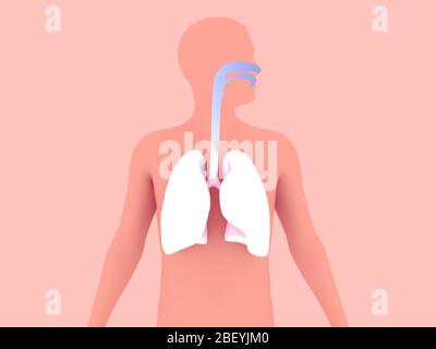 3D-Darstellung der Anatomie des menschlichen Atemsystems. Grafische Darstellung von Lunge, Luftröhre und HNO auf farbigem Hintergrund. Stockfoto