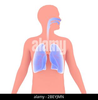 3D-Darstellung der Anatomie des menschlichen Atemsystems. Grafische Darstellung der Lunge, Bronchien, Luftröhre und HNO. Auf weißem Hintergrund. Stockfoto