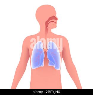 3D-Darstellung der Anatomie des menschlichen Atemsystems. Grafische Darstellung der Lunge, Bronchien, Luftröhre und HNO. Auf weißem Hintergrund. Stockfoto