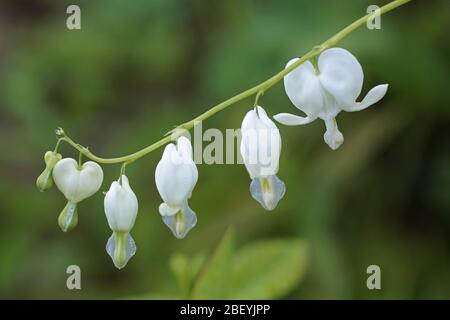 Weißes blutendes Herz (Lamprocapnos spectabilis 'Alba') Stockfoto