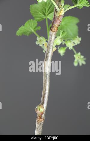 Bud beeinträchtigt durch Schwarze Johannisbeere gall Milbe oder Big Bud Milbe, Cecidophyopsis ribis, eine schwere Pest schwarze Johannisbeeren ernten. Er ernährt sich von Blüten der Pflanzen, fo Stockfoto