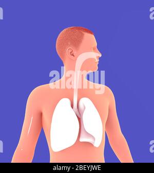 3D-Darstellung des Menschen, der die Anatomie der Lunge, des Atmungssystems und der HNO zeigt. Bild auf blauem Hintergrund isoliert. Stockfoto