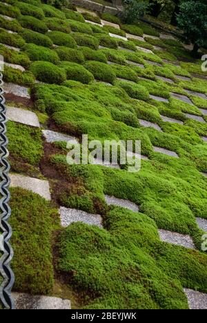 Moderner Zen-Moos-Garten Tōfuku-ji-Tempel, 15-Chōme 778 Honmachi, Higashiyama-ku, Kyōto, Kyoto Präfektur von Mirei Shigemori Stockfoto