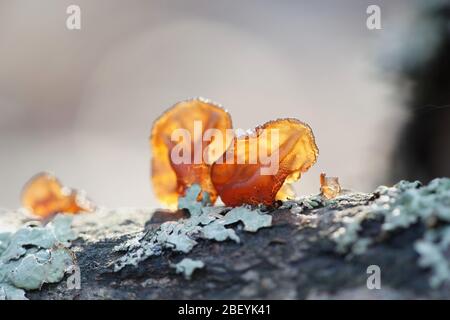 Exidia recisa, Amber Gelee Pilz, wächst an Willow in Finnland Stockfoto