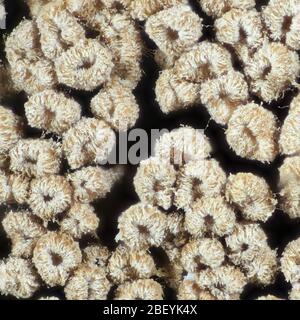 Merismodes anomala, eine kleine Schale geformte cyphelloid Pilz, Formen verpackt Wucherungen mit winzigen Obst stellen Stockfoto