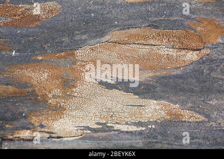 Merismodes anomala, eine kleine Schale geformte cyphelloid Pilz, Formen verpackt Wucherungen mit winzigen Obst stellen Stockfoto