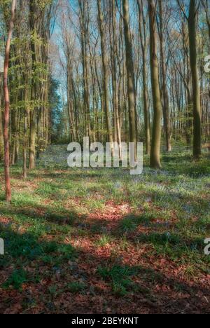 Mönche bewalden ein Gebiet eines beliebten Waldgebietes in Stevenage Hertfordshire Stockfoto